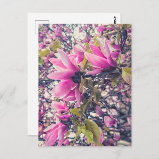ピンクマグノリア ポストカード (正面/裏面)