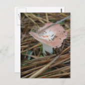 ピンクマッシュルームOBXポストカード ポストカード (正面/裏面)