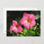 ピンクマンダビラつる植物フラワーズ ポストカード (正面/裏面)