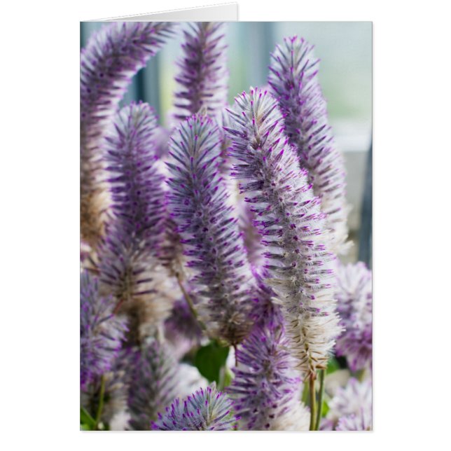 ピンクムラムラカード (正面)