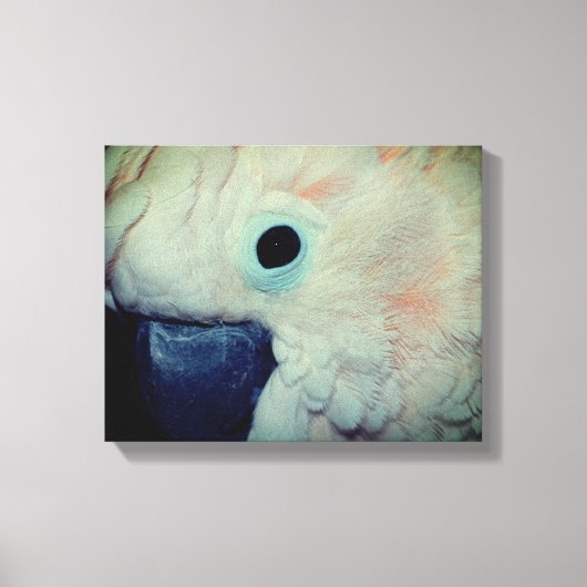 ピンクモルカンCockatoo Parrotクローズアップ キャンバスプリント (正面)