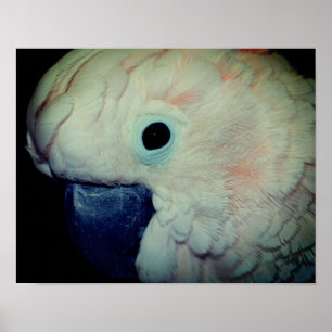 ピンクモルカンCockatoo Parrotクローズアップ ポスター
