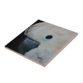 ピンクモルッカンコッカトオオウム タイル (側面)