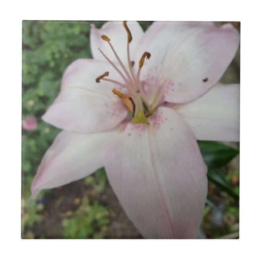 ピンクユリのタイル タイル (正面)