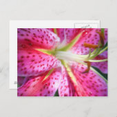 ピンクユリ ポストカード (正面/裏面)