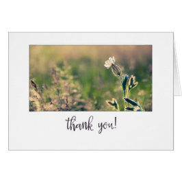 ピンクライトキャンピオンワイルドフラワーありがとう