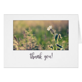 ピンクライトキャンピオンワイルドフラワーありがとう