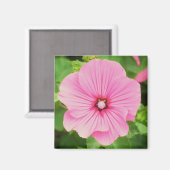 ピンクラバテラ磁石 マグネット (正面/裏面)