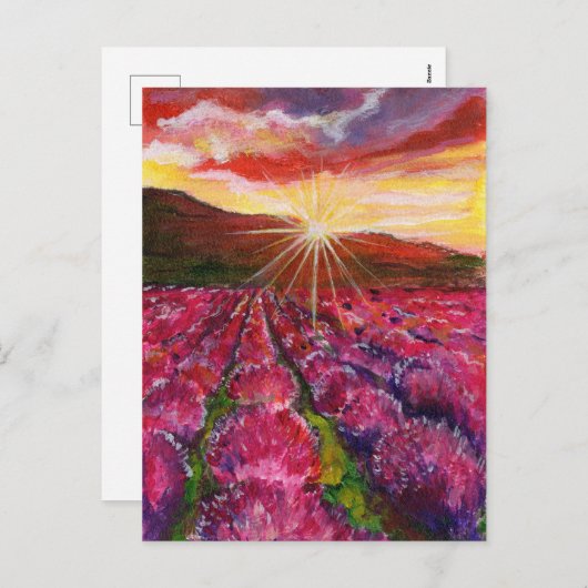 ピンクラベンダーフィールドフランスプロヴァンス シーズンポストカード (正面/裏面)