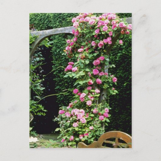 ピンクランブラーバラフランコイズジュランヴィルオーバーペルゴール ポストカード (正面)