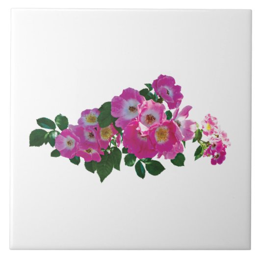 ピンクランブラーバラ タイル (正面)