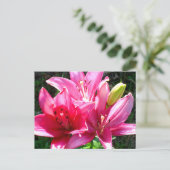 ピンクリリー開花 ポストカード (スタンド正面)