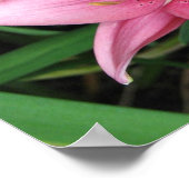 ピンクリリー ポスター (角)