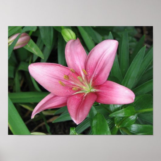 ピンクリリー ポスター (正面)