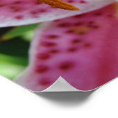 ピンクリリー ポスター (角)