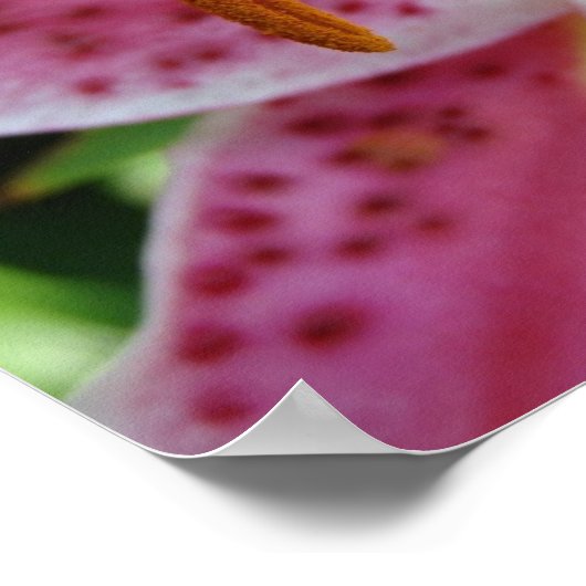 ピンクリリー ポスター (角)