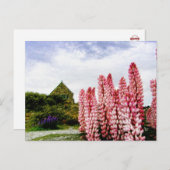 ピンクルパン@レイクテカポニュージーランドポストカード ポストカード (正面/裏面)