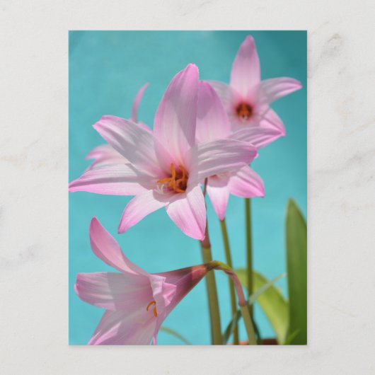 ピンクレインリリーフォトグラフィックフローラアクアブルー ポストカード (正面)