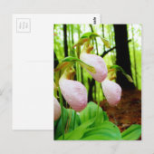 ピンクレディスリッパワイルドラン ポストカード (正面/裏面)