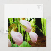 ピンクレディスリッパワイルドラン ポストカード (正面/裏面)