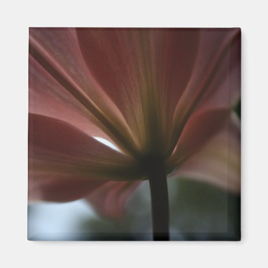 ピンクレディ マグネット (正面)