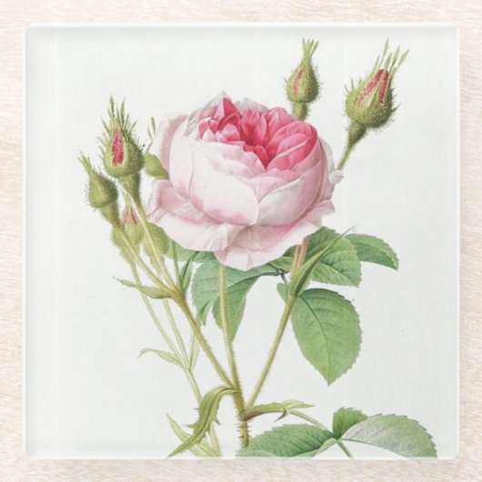 ピンクレドゥートバラガラスコアスター ガラスコースター (正面)