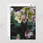 ピンクレンテンバラはがき ポストカード (正面/裏面)