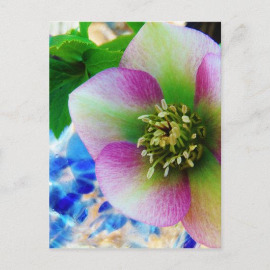 ピンクレンテンバラブルーガラスボール ポストカード (正面)