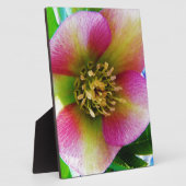 ピンクレンテンバラ フォトプラーク (側面)