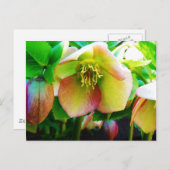 ピンクレンテンバラ ポストカード (正面/裏面)