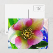 ピンクレンテンバラ ポストカード (正面/裏面)