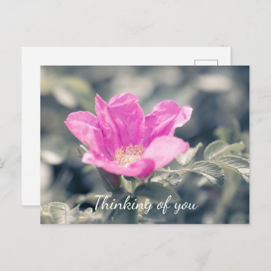 ピンクロサル考えゴサズオブユー ポストカード (正面/裏面)