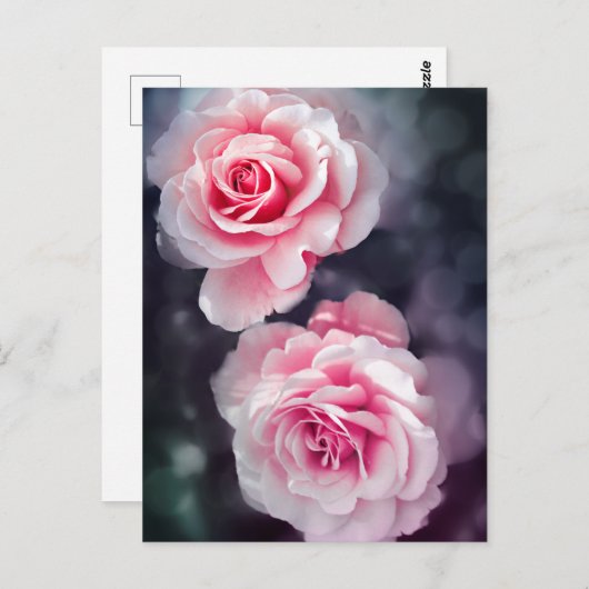 ピンクロフェミニンーゼズフローラ写真 ポストカード (正面/裏面)