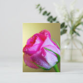 ピンクローズの自然の雨滴キス ポストカード (スタンド正面)