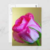 ピンクローズの自然の雨滴キス ポストカード (正面/裏面)
