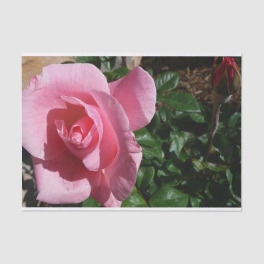 ピンクローズアンドバドガーデンフローラ 薄葉紙 (正面)