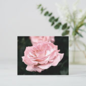 ピンクローズインフル開花 ポストカード (スタンド正面)