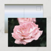 ピンクローズインフル開花 ポストカード (正面/裏面)