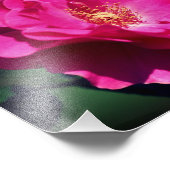 ピンクローズイン全開花クローズアップ8x8 フォトプリント (角)