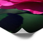 ピンクローズイン開花クローズアップミラー ポスター (角)