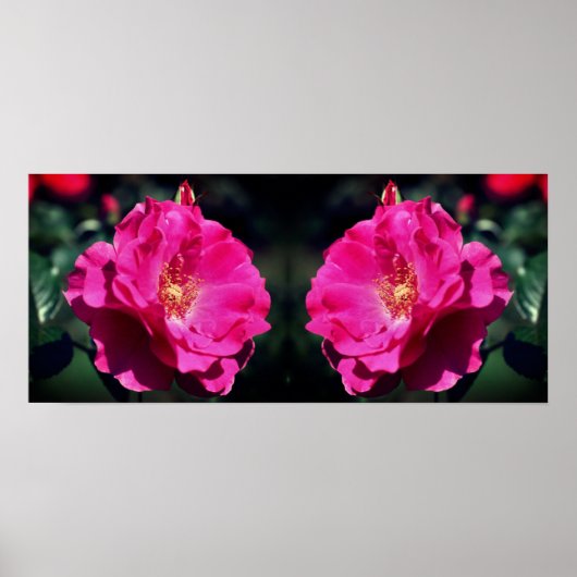 ピンクローズイン開花クローズアップミラー ポスター (正面)