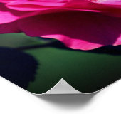 ピンクローズイン開花クローズアップ ポスター (角)