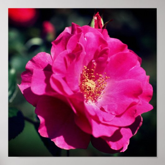 ピンクローズイン開花クローズアップ ポスター (正面)
