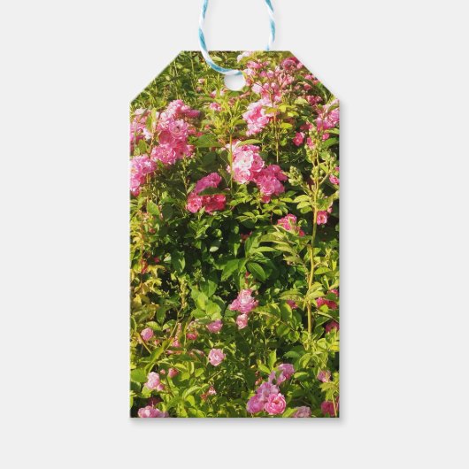 ピンクローズイン開花 ギフトタグ (正面)