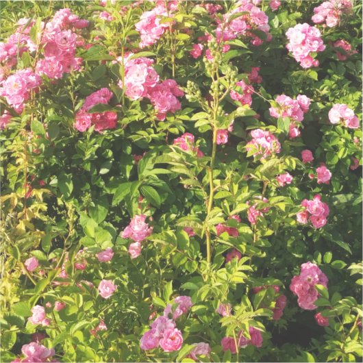 ピンクローズイン開花 シール (正面)