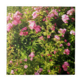 ピンクローズイン開花 タイル (正面)