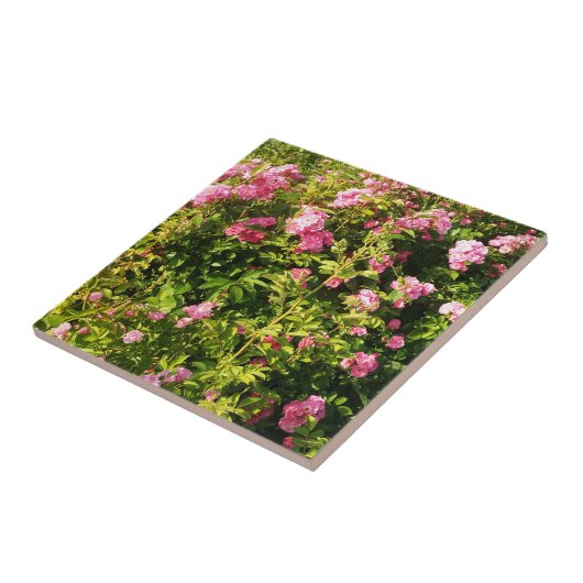 ピンクローズイン開花 タイル (側面)