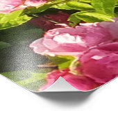 ピンクローズイン開花 フォトプリント            (角)