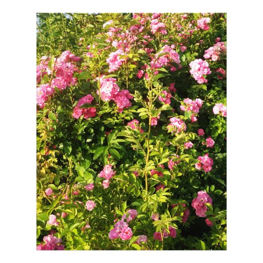 ピンクローズイン開花 フォトプリント            (正面)