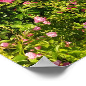 ピンクローズイン開花 ポスター (角)